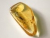 amber specimen